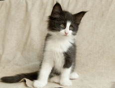 Wildfee's Norwegische Waldkatzen SC Wildfee's Pernilla - 7 Wochen alt