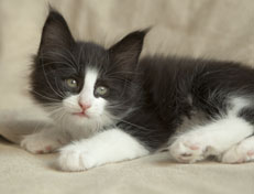 Wildfee's Norwegische Waldkatzen SC Wildfee's Pernilla - 7 Wochen alt