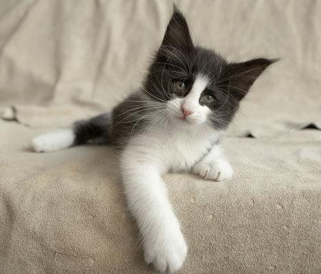 Wildfee's Norwegische Waldkatzen SC Wildfee's Pernilla - 7 Wochen alt