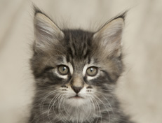 Wildfee's Norwegische Waldkatzen Wildfee's Perseus - 7 Wochen alt