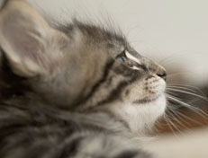 Wildfee's Norwegische Waldkatzen Wildfee's Perseus - 7 Wochen alt