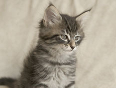 Wildfee's Norwegische Waldkatzen Wildfee's Perseus - 7 Wochen alt