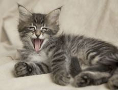 Wildfee's Norwegische Waldkatzen Wildfee's Perseus - 7 Wochen alt