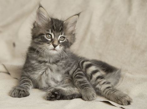 Wildfee's Norwegische Waldkatzen Wildfee's Perseus - 7 Wochen alt