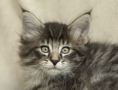 Wildfee's Norwegische Waldkatzen Wildfee's Polar Tiger - 7 Wochen alt