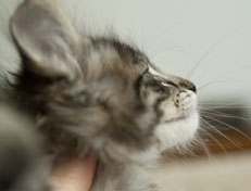 Wildfee's Norwegische Waldkatzen Wildfee's Polar Tiger - 7 Wochen alt