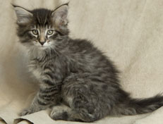 Wildfee's Norwegische Waldkatzen Wildfee's Polar Tiger - 7 Wochen alt