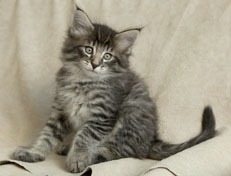 Wildfee's Norwegische Waldkatzen Wildfee's Polar Tiger - 7 Wochen alt