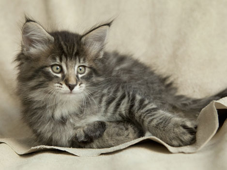 Wildfee's Norwegische Waldkatzen Wildfee's Polar Tiger - 7 Wochen alt