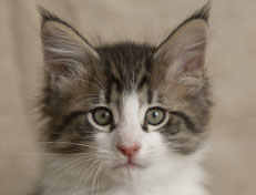 Wildfee's Norwegische Waldkatzen Wildfee's Pan Daradei - 9 Wochen alt