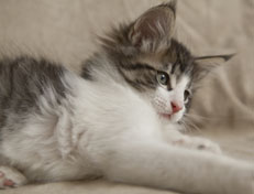 Wildfee's Norwegische Waldkatzen Wildfee's Pan Daradei - 9 Wochen alt