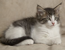 Wildfee's Norwegische Waldkatzen Wildfee's Pan Daradei - 9 Wochen alt