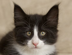 Wildfee's Norwegische Waldkatzen Wildfee's Pan der Große - 9 Wochen alt