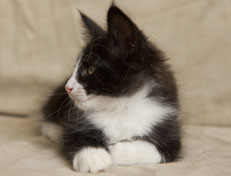 Wildfee's Norwegische Waldkatzen Wildfee's Pan der Große - 9 Wochen alt