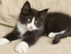 Wildfee's Norwegische Waldkatzen Wildfee's Pan der Große - 9 Wochen alt