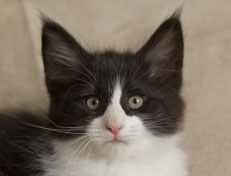 Wildfee's Norwegische Waldkatzen Wildfee's Pandora - 9 Wochen alt