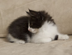 Wildfee's Norwegische Waldkatzen Wildfee's Pandora - 9 Wochen alt