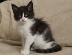 Wildfee's Norwegische Waldkatzen Wildfee's Pandora - 9 Wochen alt