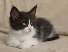 Wildfee's Norwegische Waldkatzen Wildfee's Pandora - 9 Wochen alt