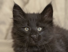 Wildfee's Norwegische Waldkatzen Wildfee's Pasha Panther Ray - 9 Wochen alt