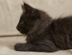 Wildfee's Norwegische Waldkatzen Wildfee's Pasha Panther Ray - 9 Wochen alt