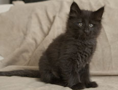 Wildfee's Norwegische Waldkatzen Wildfee's Pasha Panther Ray - 9 Wochen alt