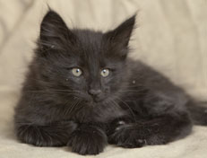 Wildfee's Norwegische Waldkatzen Wildfee's Pasha Panther Ray - 9 Wochen alt