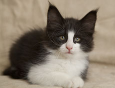 Wildfee's Norwegische Waldkatzen SC Wildfee's Pernilla - 9 Wochen alt