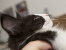 Wildfee's Norwegische Waldkatzen SC Wildfee's Pernilla - 9 Wochen alt