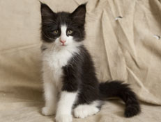 Wildfee's Norwegische Waldkatzen SC Wildfee's Pernilla - 9 Wochen alt