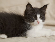 Wildfee's Norwegische Waldkatzen SC Wildfee's Pernilla - 9 Wochen alt