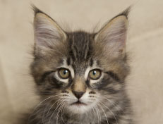 Wildfee's Norwegische Waldkatzen Wildfee's Perseus - 9 Wochen alt