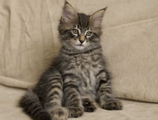 Wildfee's Norwegische Waldkatzen Wildfee's Perseus - 9 Wochen alt