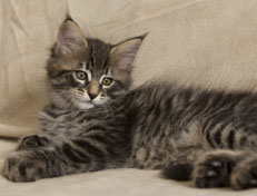 Wildfee's Norwegische Waldkatzen Wildfee's Perseus - 9 Wochen alt