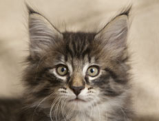 Wildfee's Norwegische Waldkatzen Wildfee's Polar Tiger - 9 Wochen alt