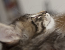 Wildfee's Norwegische Waldkatzen Wildfee's Polar Tiger - 9 Wochen alt