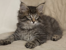 Wildfee's Norwegische Waldkatzen Wildfee's Polar Tiger - 9 Wochen alt