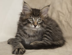 Wildfee's Norwegische Waldkatzen Wildfee's Polar Tiger - 9 Wochen alt