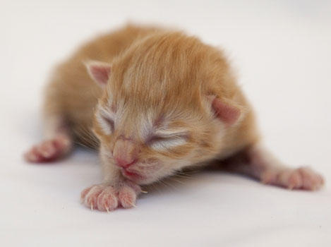 Wildfee's Quentin J.T - 1 Tag alt