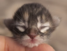 Wildfee's Quinn - 1 Tag alt