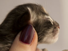 Wildfee's Quinn - 1 Tag alt