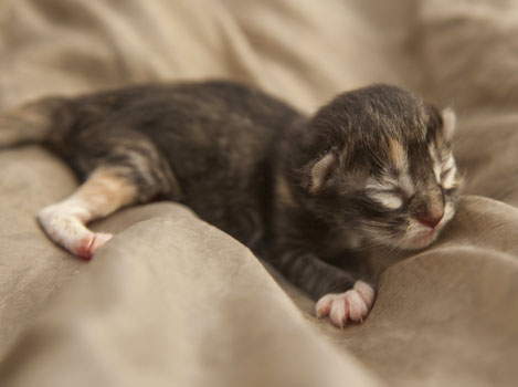 Wildfee's Quinn - 1 Tag alt