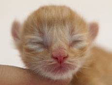 Wildfee's Quintilian - 1 Tag alt