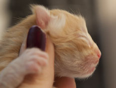 Wildfee's Quintilian - 1 Tag alt