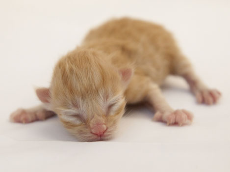 Wildfee's Quintilian - 1 Tag alt