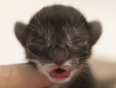 Wildfee's Quiterie - 1 Tag alt