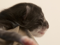 Quiterie - 1 Tag alt