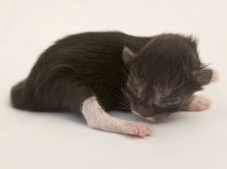 Quiterie - 1 Tag alt