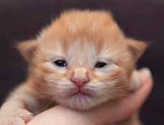 Wildfee's Quentin - 10 Tage alt