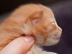 Wildfee's Quentin - 10 Tage alt